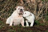 BULLDOG ANGLAIS 061